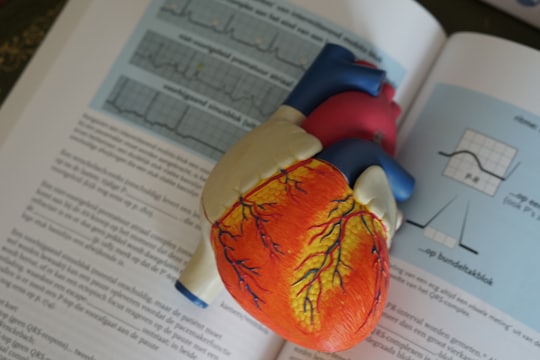 Modelo anatómico del corazón usado en cardiología